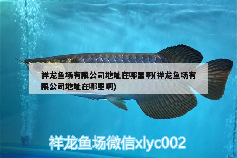 祥龍魚(yú)場(chǎng)有限公司地址在哪里啊(祥龍魚(yú)場(chǎng)有限公司地址在哪里啊) 祥龍魚(yú)場(chǎng)