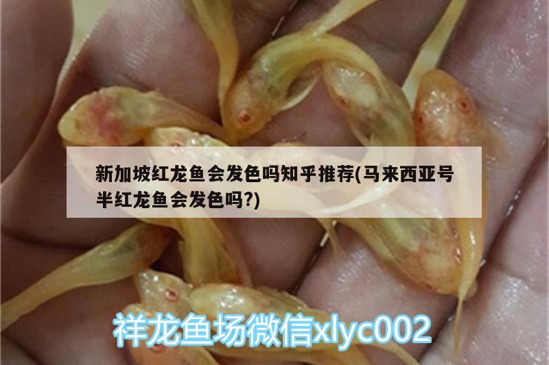 新加坡紅龍魚(yú)會(huì)發(fā)色嗎知乎推薦(馬來(lái)西亞號(hào)半紅龍魚(yú)會(huì)發(fā)色嗎?)