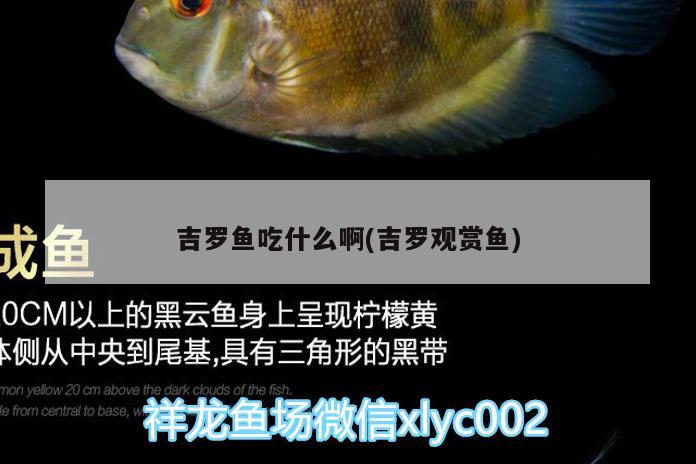 吉羅魚吃什么啊(吉羅觀賞魚) 刀魚魚