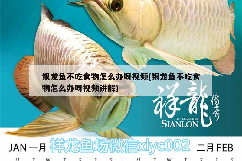 銀龍魚不吃食物怎么辦呀視頻(銀龍魚不吃食物怎么辦呀視頻講解)