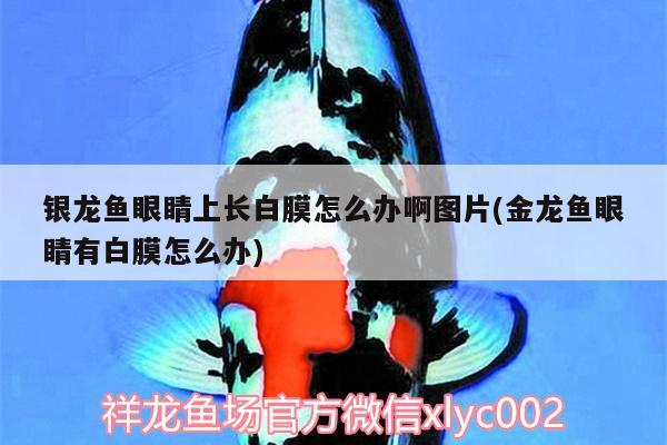 銀龍魚眼睛上長白膜怎么辦啊圖片(金龍魚眼睛有白膜怎么辦)