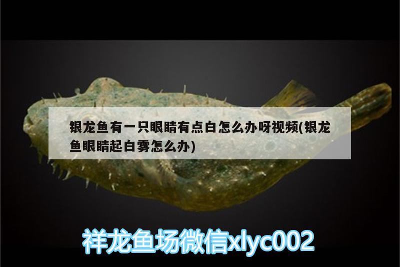 銀龍魚(yú)有一只眼睛有點(diǎn)白怎么辦呀視頻(銀龍魚(yú)眼睛起白霧怎么辦) 銀龍魚(yú)