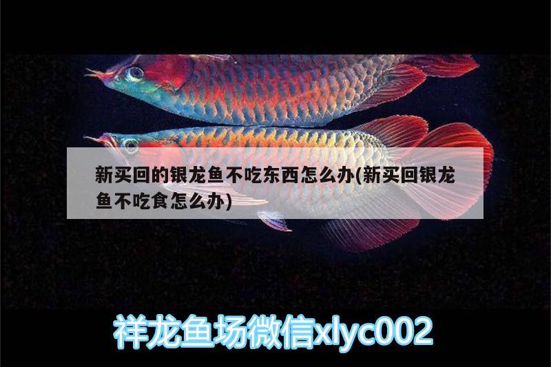 新買回的銀龍魚不吃東西怎么辦(新買回銀龍魚不吃食怎么辦)