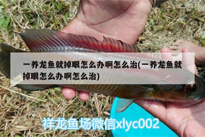 一養(yǎng)龍魚就掉眼怎么辦啊怎么治(一養(yǎng)龍魚就掉眼怎么辦啊怎么治)