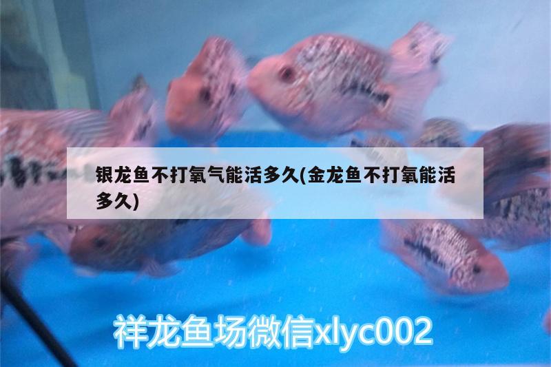 銀龍魚不打氧氣能活多久(金龍魚不打氧能活多久)