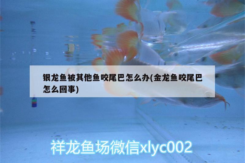 銀龍魚被其他魚咬尾巴怎么辦(金龍魚咬尾巴怎么回事) 銀龍魚百科