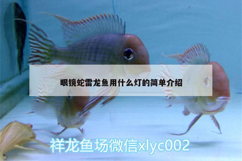 眼鏡蛇雷龍魚用什么燈的簡單介紹