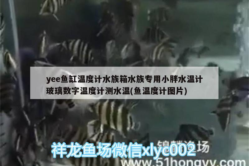 yee魚缸溫度計水族箱水族專用小胖水溫計玻璃數(shù)字溫度計測水溫(魚溫度計圖片)