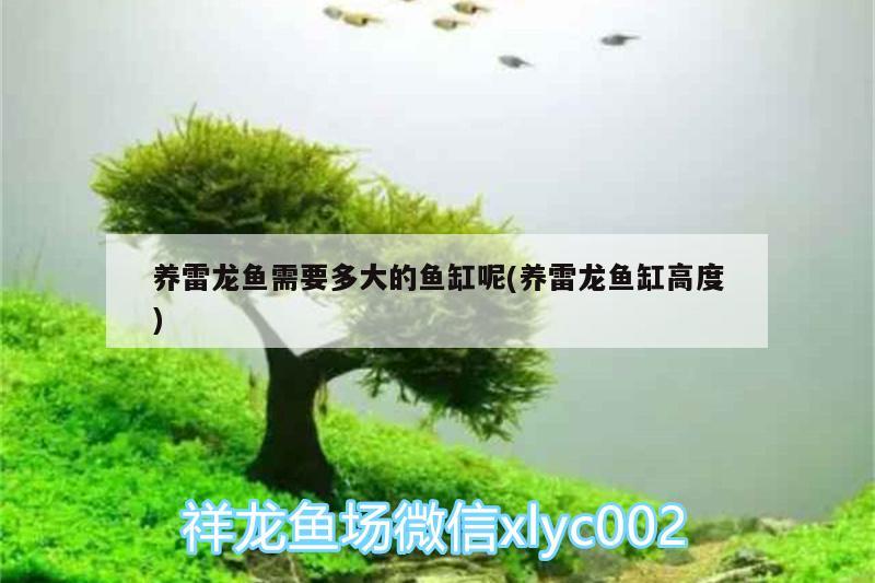 養(yǎng)雷龍魚(yú)需要多大的魚(yú)缸呢(養(yǎng)雷龍魚(yú)缸高度) 蘇虎