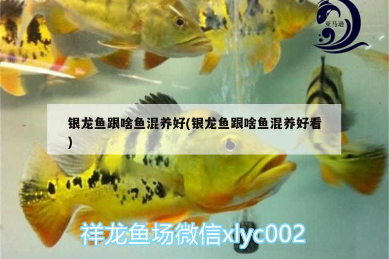 銀龍魚跟啥魚混養(yǎng)好(銀龍魚跟啥魚混養(yǎng)好看) 銀龍魚