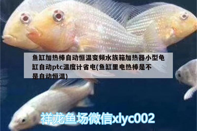 魚缸加熱棒自動恒溫變頻水族箱加熱器小型龜缸自動ptc溫度計省電(魚缸里電熱棒是不是自動恒溫)