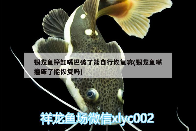 銀龍魚撞缸嘴巴破了能自行恢復(fù)嘛(銀龍魚嘴撞破了能恢復(fù)嗎)