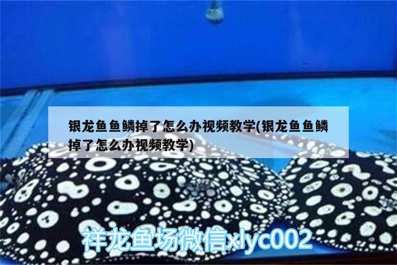 銀龍魚魚鱗掉了怎么辦視頻教學(xué)(銀龍魚魚鱗掉了怎么辦視頻教學(xué)) 銀龍魚百科