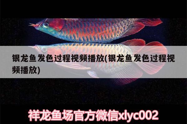 銀龍魚發(fā)色過程視頻播放(銀龍魚發(fā)色過程視頻播放)