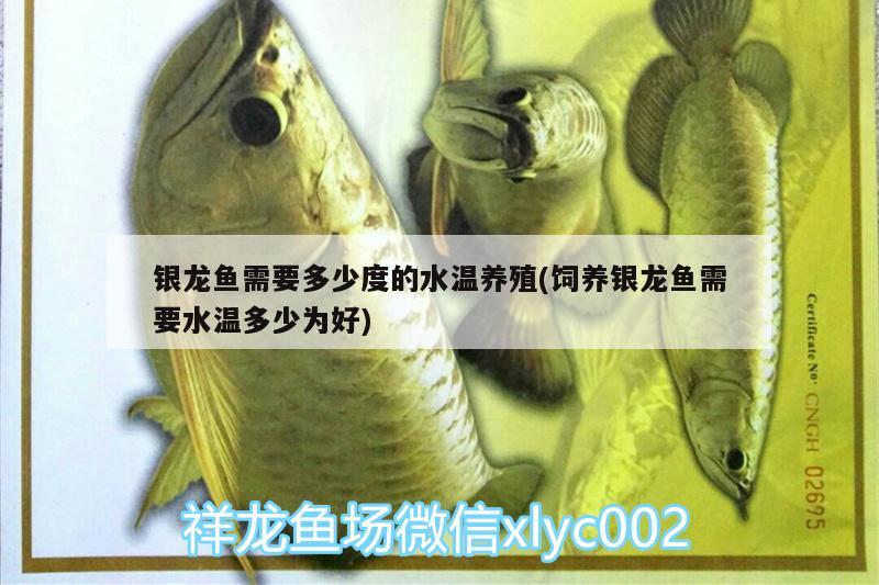 銀龍魚(yú)需要多少度的水溫養(yǎng)殖(飼養(yǎng)銀龍魚(yú)需要水溫多少為好) 銀龍魚(yú)