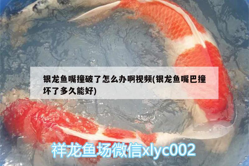 銀龍魚嘴撞破了怎么辦啊視頻(銀龍魚嘴巴撞壞了多久能好) 銀龍魚