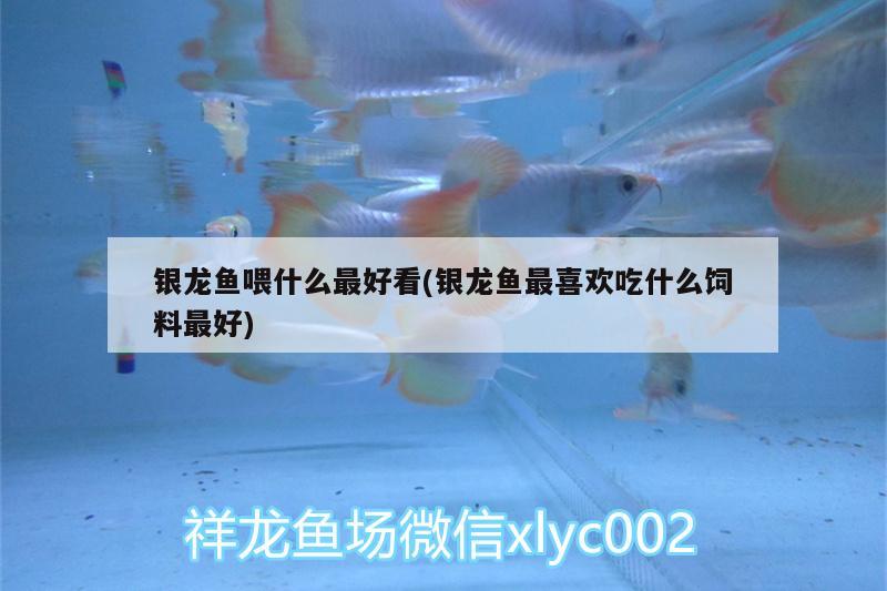 銀龍魚喂什么最好看(銀龍魚最喜歡吃什么飼料最好) 銀龍魚百科