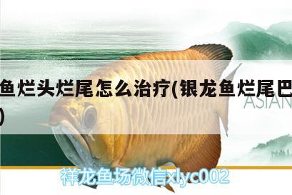 銀龍魚(yú)爛頭爛尾怎么治療(銀龍魚(yú)爛尾巴怎么治療) 銀龍魚(yú)