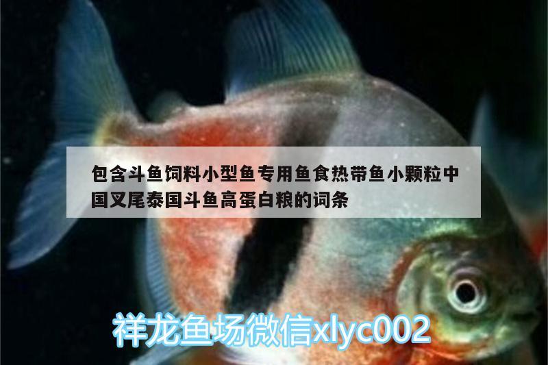 包含斗魚(yú)飼料小型魚(yú)專用魚(yú)食熱帶魚(yú)小顆粒中國(guó)叉尾泰國(guó)斗魚(yú)高蛋白糧的詞條 泰國(guó)斗魚(yú)