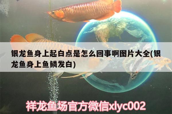 銀龍魚(yú)身上起白點(diǎn)是怎么回事啊圖片大全(銀龍魚(yú)身上魚(yú)鱗發(fā)白) 銀龍魚(yú)百科