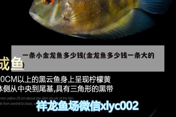 一條小金龍魚多少錢(金龍魚多少錢一條大的)