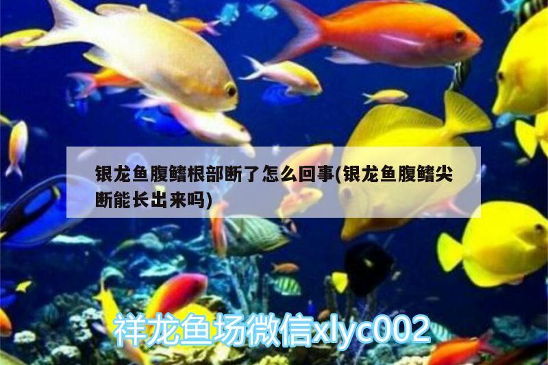 銀龍魚腹鰭根部斷了怎么回事(銀龍魚腹鰭尖斷能長出來嗎)