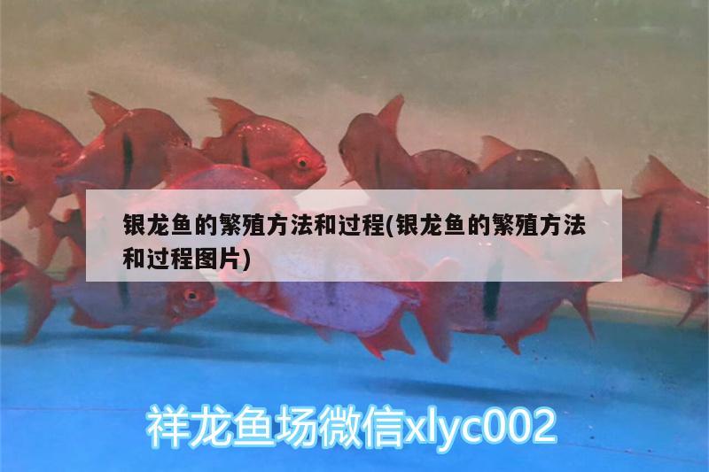 銀龍魚的繁殖方法和過程(銀龍魚的繁殖方法和過程圖片) 銀龍魚百科