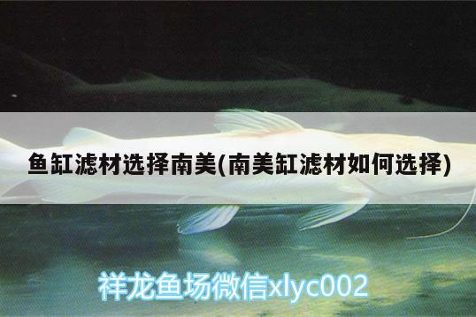 魚(yú)缸濾材選擇南美(南美缸濾材如何選擇) 白子銀版魚(yú)