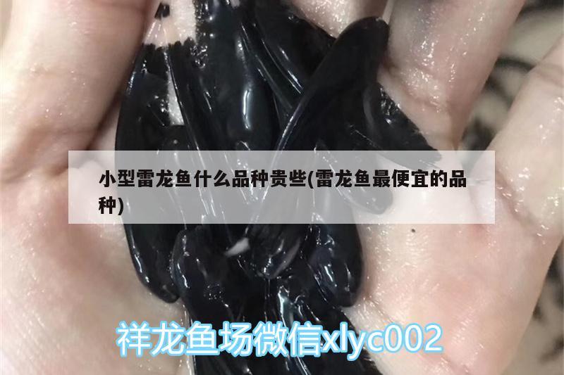 小型雷龍魚什么品種貴些(雷龍魚最便宜的品種)