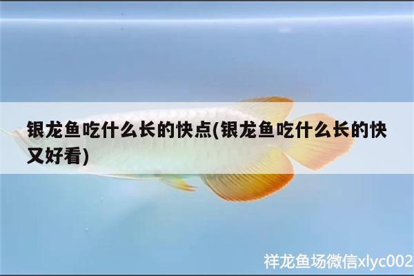 銀龍魚吃什么長(zhǎng)的快點(diǎn)(銀龍魚吃什么長(zhǎng)的快又好看) 銀龍魚