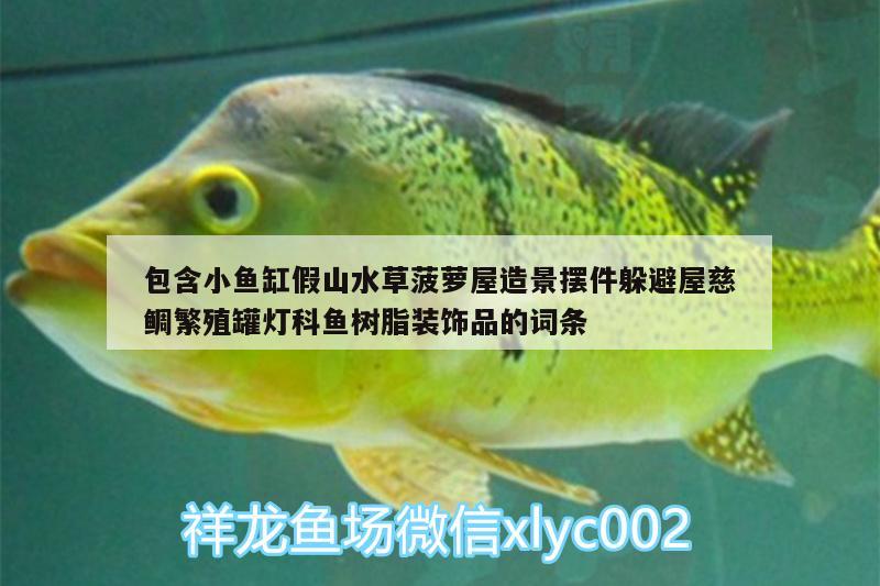 包含小魚缸假山水草菠蘿屋造景擺件躲避屋慈鯛繁殖罐燈科魚樹脂裝飾品的詞條