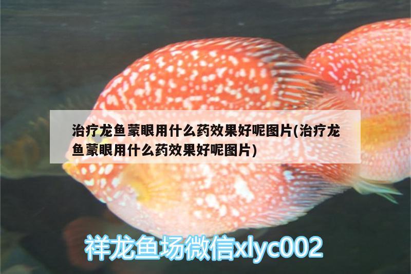 治療龍魚蒙眼用什么藥效果好呢圖片(治療龍魚蒙眼用什么藥效果好呢圖片) 翡翠鳳凰魚