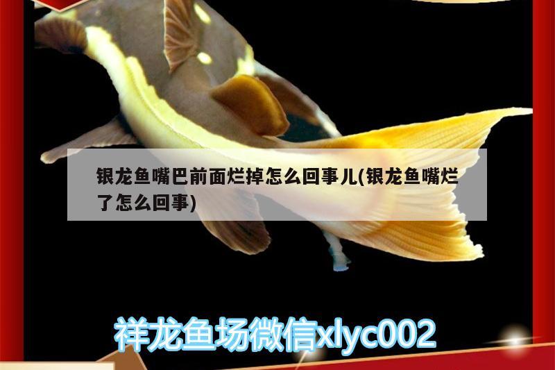 銀龍魚嘴巴前面爛掉怎么回事兒(銀龍魚嘴爛了怎么回事)