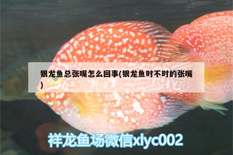 銀龍魚總張嘴怎么回事(銀龍魚時不時的張嘴) 銀龍魚百科