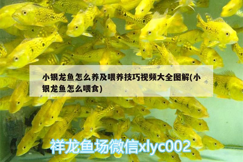 小銀龍魚怎么養(yǎng)及喂養(yǎng)技巧視頻大全圖解(小銀龍魚怎么喂食) 銀龍魚