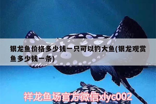 銀龍魚價格多少錢一只可以釣大魚(銀龍觀賞魚多少錢一條)