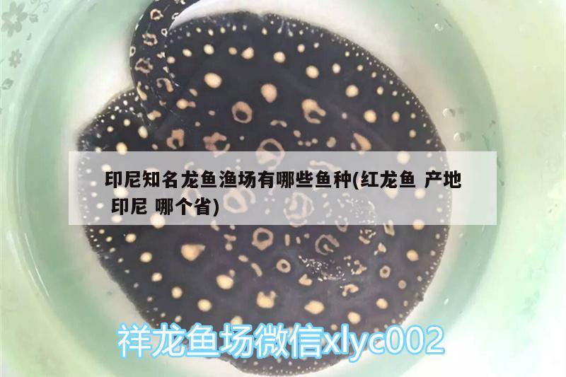 印尼知名龍魚漁場有哪些魚種(紅龍魚產(chǎn)地印尼哪個省)