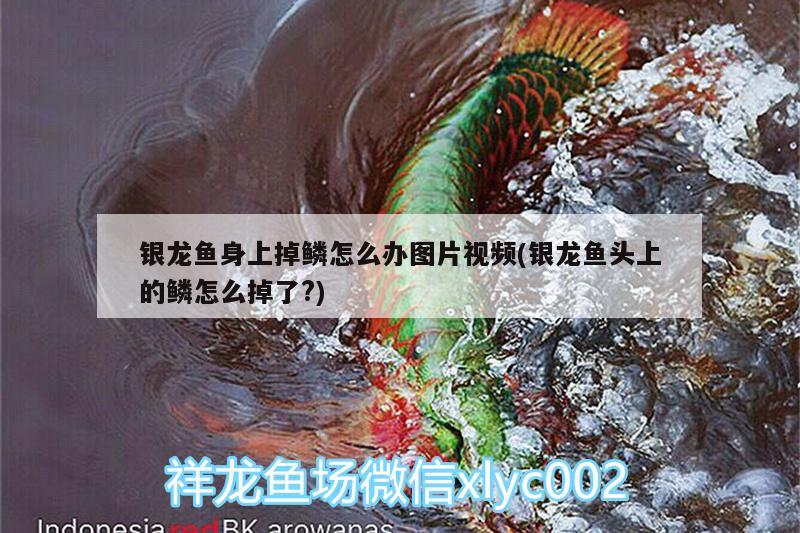 銀龍魚身上掉鱗怎么辦圖片視頻(銀龍魚頭上的鱗怎么掉了?)