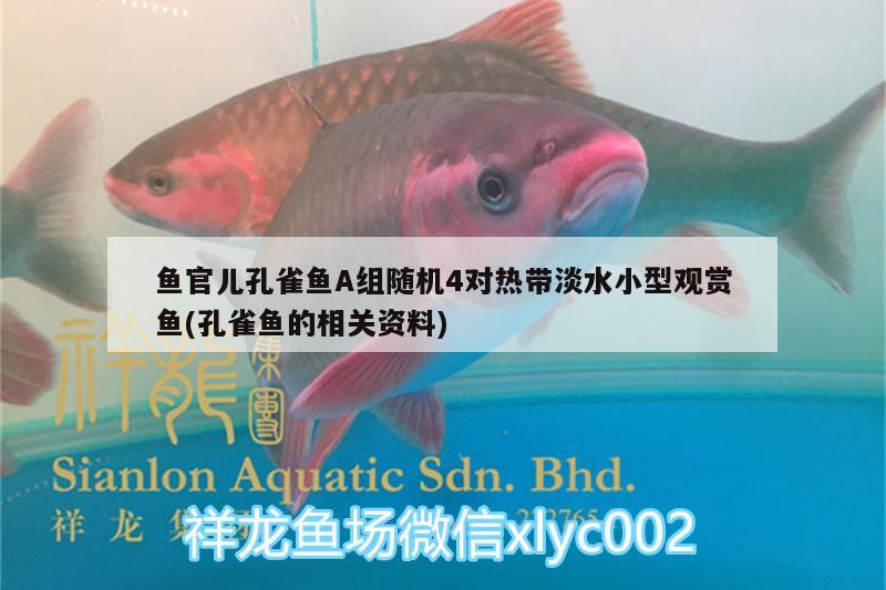 魚官兒孔雀魚A組隨機(jī)4對熱帶淡水小型觀賞魚(孔雀魚的相關(guān)資料) 小型觀賞魚