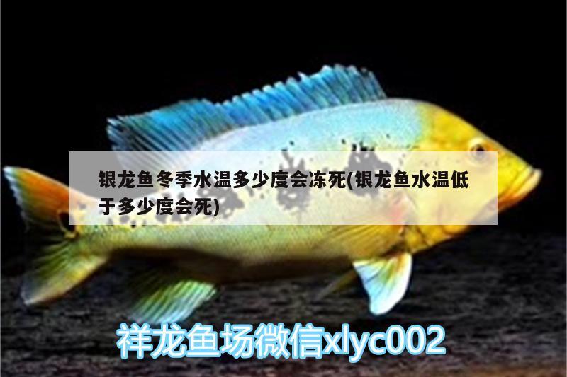 銀龍魚(yú)冬季水溫多少度會(huì)凍死(銀龍魚(yú)水溫低于多少度會(huì)死)