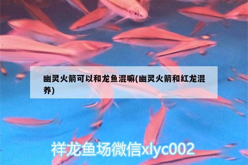 幽靈火箭可以和龍魚混嘛(幽靈火箭和紅龍混養(yǎng)) 其它水族用具設(shè)備