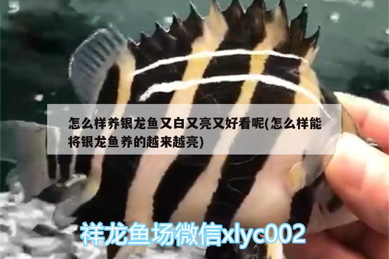 怎么樣養(yǎng)銀龍魚又白又亮又好看呢(怎么樣能將銀龍魚養(yǎng)的越來越亮) 銀龍魚百科