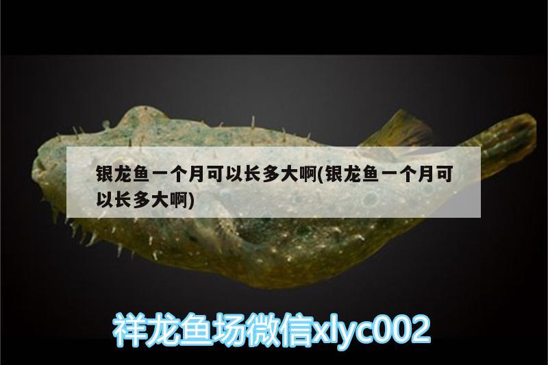 銀龍魚一個月可以長多大啊(銀龍魚一個月可以長多大啊) 銀龍魚