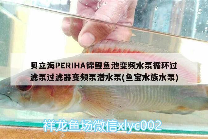 貝立海PERIHA錦鯉魚(yú)池變頻水泵循環(huán)過(guò)濾泵過(guò)濾器變頻泵潛水泵(魚(yú)寶水族水泵) 垂釣樂(lè)園