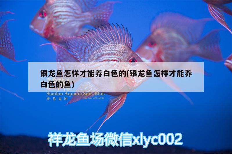 銀龍魚(yú)怎樣才能養(yǎng)白色的(銀龍魚(yú)怎樣才能養(yǎng)白色的魚(yú))