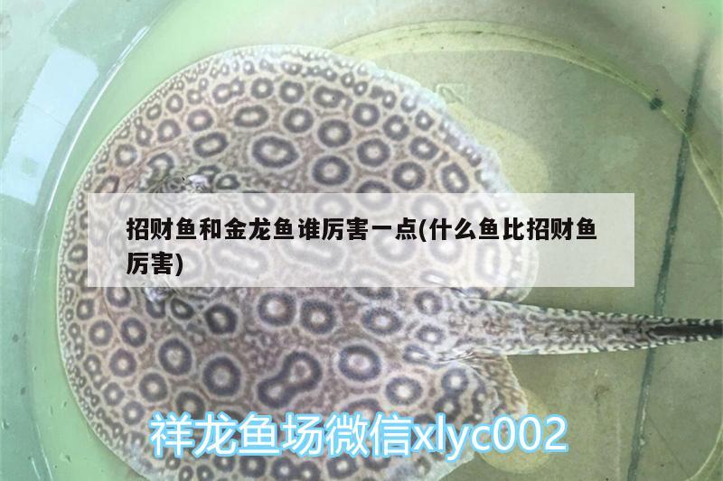 招財(cái)魚和金龍魚誰厲害一點(diǎn)(什么魚比招財(cái)魚厲害) 朱巴利魚苗