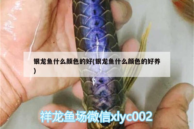 銀龍魚什么顏色的好(銀龍魚什么顏色的好養(yǎng))