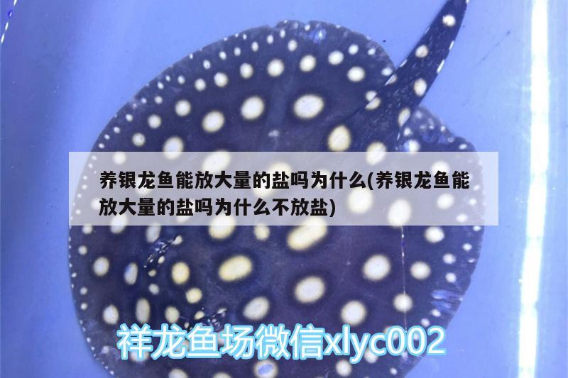 養(yǎng)銀龍魚能放大量的鹽嗎為什么(養(yǎng)銀龍魚能放大量的鹽嗎為什么不放鹽) 銀龍魚百科