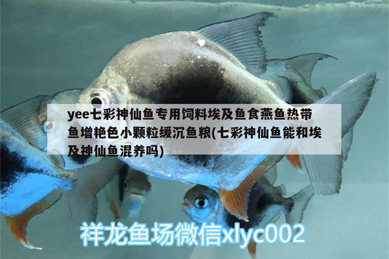 yee七彩神仙魚專用飼料埃及魚食燕魚熱帶魚增艷色小顆粒緩沉魚糧(七彩神仙魚能和埃及神仙魚混養(yǎng)嗎)