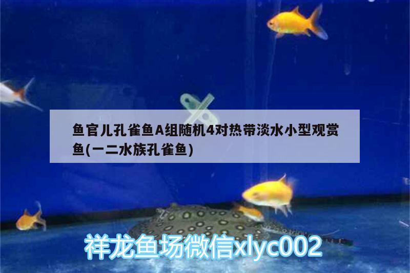 魚官兒孔雀魚A組隨機4對熱帶淡水小型觀賞魚(一二水族孔雀魚)